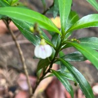 Justicia hookeriana (Nees) T.Anderson